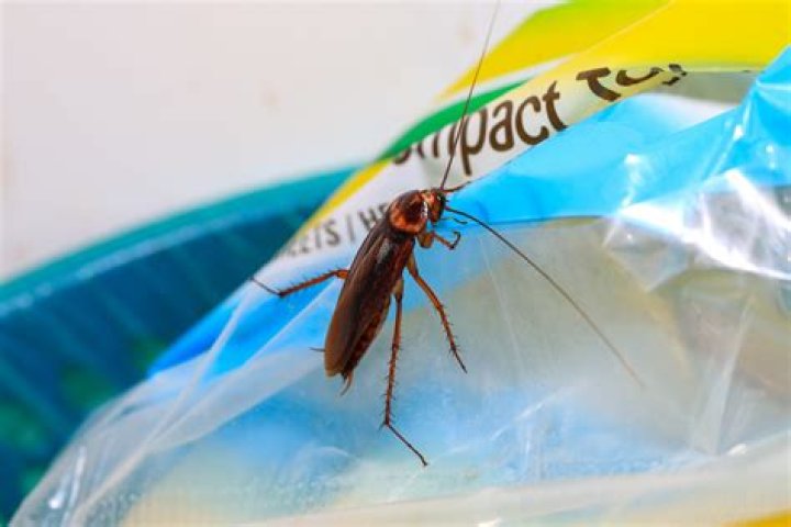 Why Are There Roaches in My Home All of a Sudden? How Do I Get Rid of