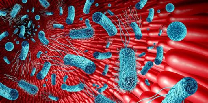 Wie Salmonellen im Darm koexistieren und Antibiotikaresistenzen