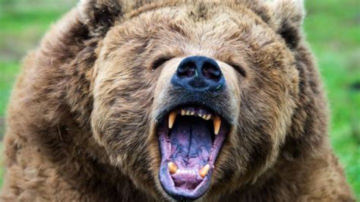 Wild Animal Attacks That Humans Can Defend YouTube
