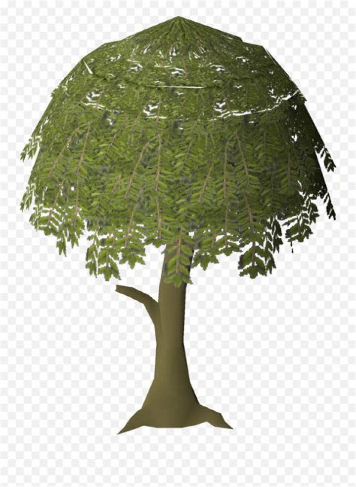 Willow OSRS Wiki