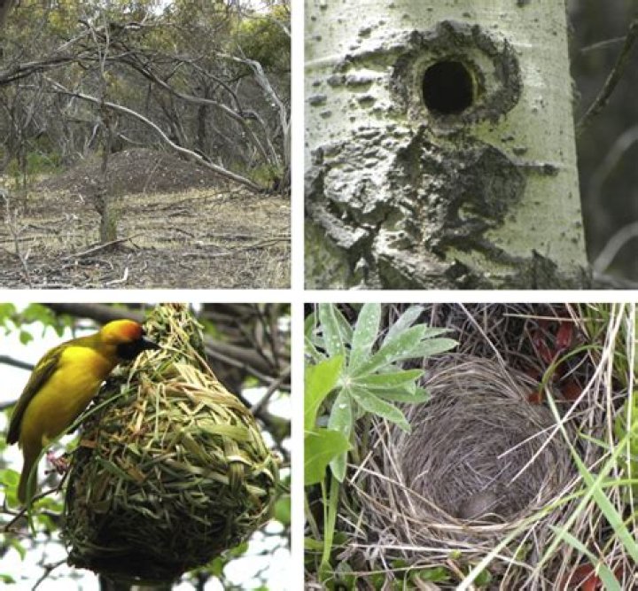 With More Than 200 Nests Reported In 2020, The Bald Eagle Is Officially