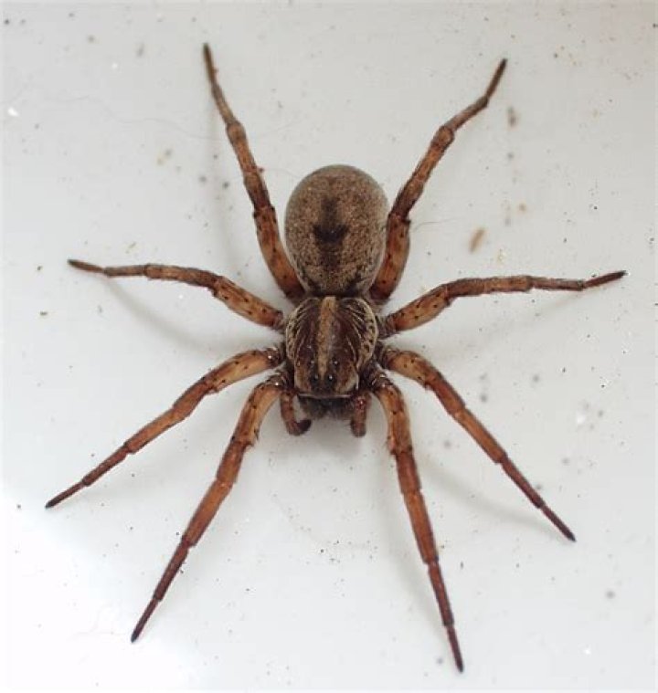 Wolf spider Wikipedia
