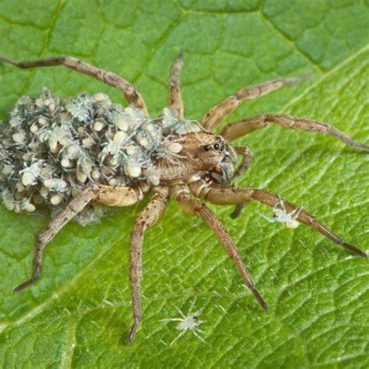 Wolf Spiders Wolf Spider Identification Dangers Lubbo vrogue.co