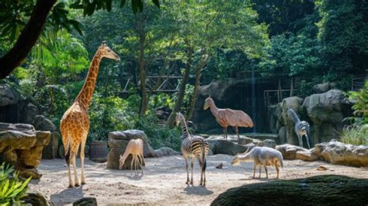 Zoo's North America Animal Pack adds fanfavorite critters
